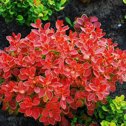 Барбарис тунберга Корал / Berberis thunbergii Coral, фото 2