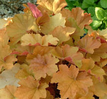 Гейхера Карамель