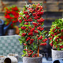 Піраканта карликова Ред Стар / Pyracantha coccinea Red Star, фото 3