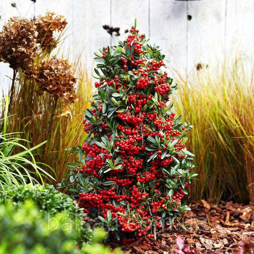 Піраканта карликова Ред Стар / Pyracantha coccinea Red Star