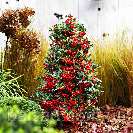 Піраканта карликова Ред Стар / Pyracantha coccinea Red Star, фото 1