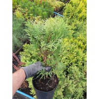 Туя західная Глобоза Ауреа. Thuja occidentalis Globosa Aurea горшок Р9