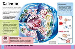 Хібберт Клер - Дитяча енциклопедія тіла людини (укр), фото 4