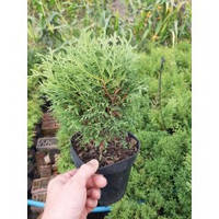 Туя західна Tіні Тім, Thuja occidentalis Tiny Tim горшок С1,5