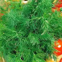 Семена Укроп Аллигатор 20кг высокопродуктивный кустовой сорт для получения зелени весовые семена укроп