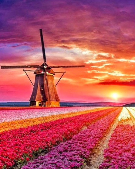 Алмазна мозаїка Млин у лавандовому полі My-Art TN1169 (40 x 50 см) на підрамнику, фото 1