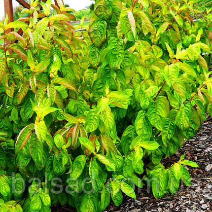 Вейгела квітуча Лайм Монстр / С3 / Weigela Lime Monster, фото 3