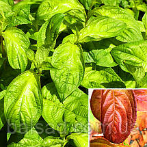 Вейгела квітуча Лайм Монстр / С3 / Weigela Lime Monster, фото 4