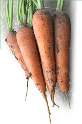 Насіння моркви Мацурі (KS 7) F1 10 000 сем. Kitano Seeds