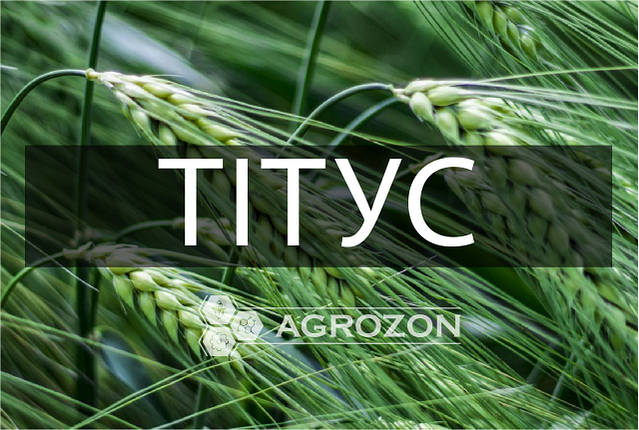 Озимий ячмінь Тітус Saaten Union - 1 т, фото 1