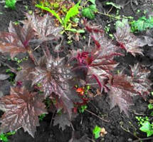 Гейхера purple castle