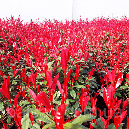Фотинія фразера Робуста / Photinia fraseri Robusta, фото 3