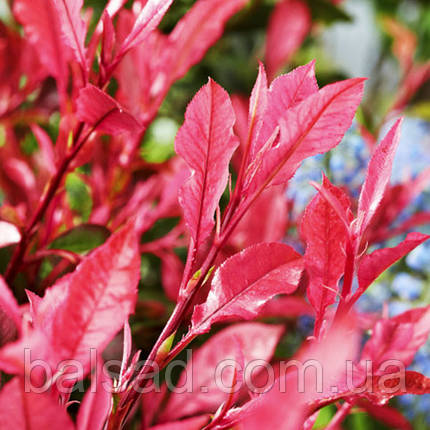 Фотинія фразера Робуста / Photinia fraseri Robusta, фото 4