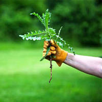 ГЕРБІЦИДИ (засоби боротьби з бур'янами