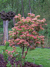Пієріс японський Forest Flame 2 річний, Пиерис японский Форест Флейм, Pieris japonica Forest Flame, фото 4