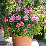 Троянда Sweet Drift (Світ Дріфт) ґрунтопокровна, фото 6