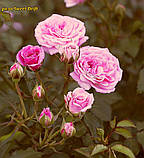Троянда Sweet Drift (Світ Дріфт) ґрунтопокровна, фото 7