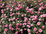 Троянда Sweet Drift (Світ Дріфт) ґрунтопокровна, фото 4