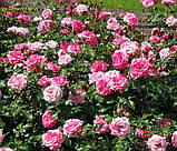 Троянда Sweet Drift (Світ Дріфт) ґрунтопокровна, фото 3