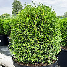Туя західна Грін Бабл / С3 / Thuja occidentalis Green Bubble, фото 5