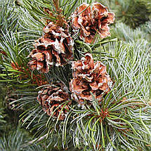 Сосна японська  Глаука / С20 / h 60-70 / Pinus parviflora Glauca, фото 2