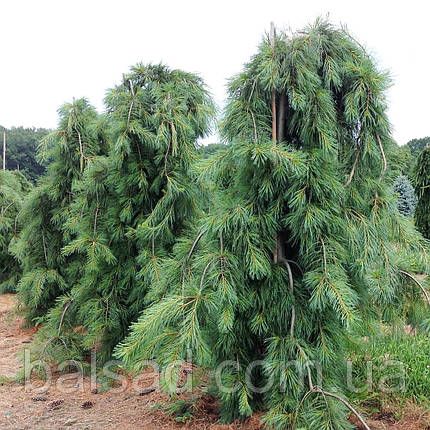Сосна веймутова Пендула / С90 / h 160-200 / Pinus Pendula, фото 1