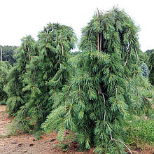 Сосна веймутова Пендула / С90 / h 160-200 / Pinus Pendula