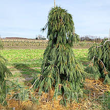 Сосна веймутова Пендула / С90 / h 160-200 / Pinus Pendula, фото 6