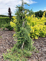 Сосна веймутова Пендула / С90 / h 160-200 / Pinus Pendula, фото 5
