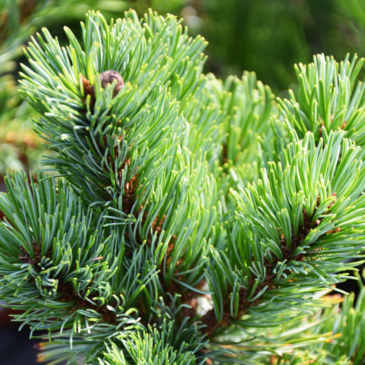 Сосна японська Шизукаготен / С20 / h 50-60 / Pinus Shizukagoten