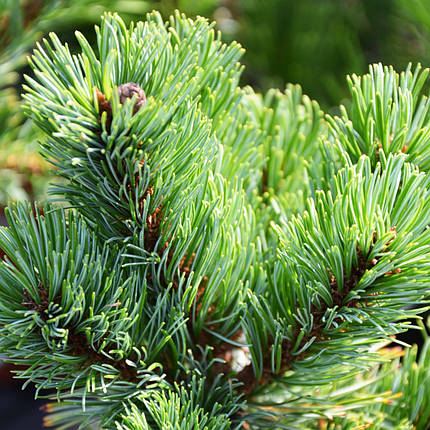 Сосна японська Шизукаготен / С20 / h 50-60 / Pinus Shizukagoten, фото 1