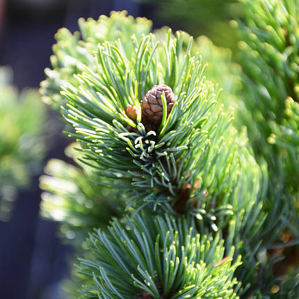 Сосна японська Шизукаготен / С20 / h 50-60 / Pinus Shizukagoten, фото 2