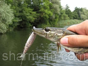 Воблер Jackall Tiny Magallon 88 мм Suspending col. RT Wakasagi 7.2 г ОРИГИНАЛ, фото 4