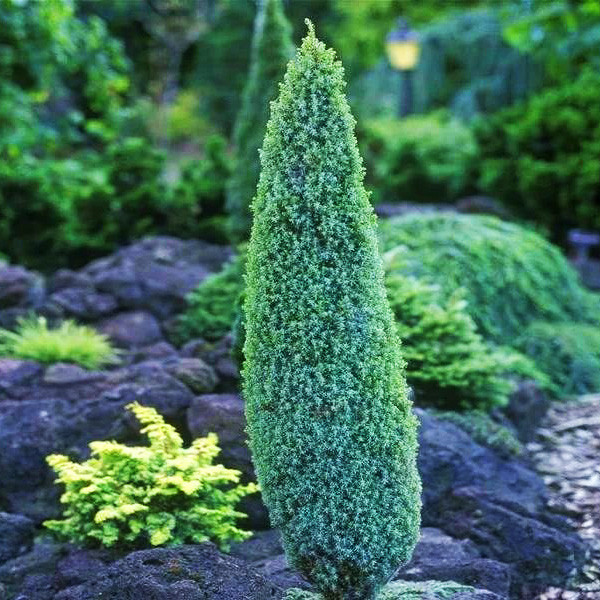 Ялівець Компресса / h 15-20 / Juniperus communis Compressa