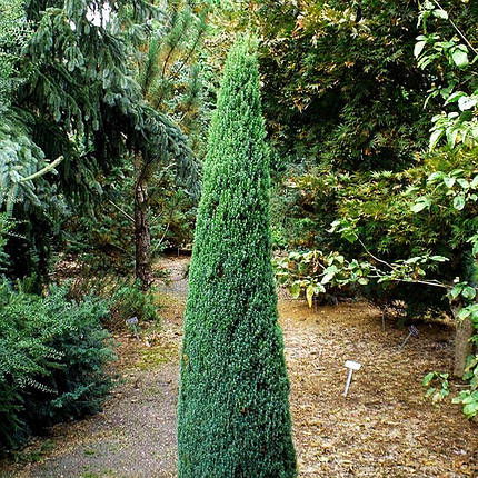 Ялівець Арнольд / h 20-30 / Juniperus communis Arnold, фото 1