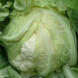 Насіння капусти цвітної "Сантамарія" F1 (20 насінин) від Rijk Zwaan, Голландія, фото 2