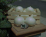 Насіння цибулі білої, середньопізньої "Комета" F1 (1 г) від Nunhems, Голандія, фото 2