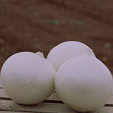 Насіння цибулі білої, середньопізньої "Комета" F1 (1 г) від Nunhems, Голандія, фото 3