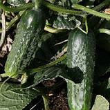 Насіння огірка самозапильного, врожайного "Караоке" F1 (10 насінин) від Rijk Zwaan, Голландія, фото 3