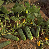 Насіння огірка "Кріспіна F1 (100 насінин) від Nunhems, Голландія, фото 2
