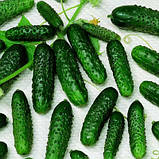Насіння огірка ультрараннього, самозапильного "Маша" F1 (100 насінин) від Seminis, Голландія, фото 2