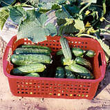 Насіння огірка кущового, ультрараннього, придатного для засолювання "Гектор" F1 (100 насінин) від Nunhems, Голландія, фото 2