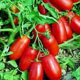 Насіння томату низькорослого, раннього "Уліссе" F1 (20 насінин) від Syngenta, Голандія, фото 2