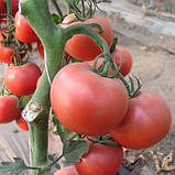 Насіння томату високорослого, раннього, врожайного, рожевого "Грифон" F1 (50 насінин) від Nunhems, Голландія, фото 2