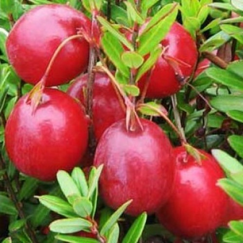 Журавлина великоплідна Stevens 2 річна, Клюква крупноплодная Стивенс, Vaccinium macrocarpon Stevens