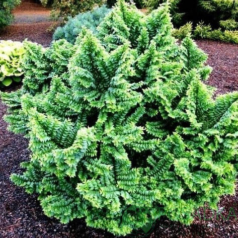 В'яз голландський Jacqueline Hillier 2річний, Вяз голландский Жаклин Хиллер Ulmus hollandica Jacqueline Hillie, фото 1
