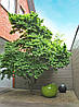 В'яз голландський Jacqueline Hillier 2річний, Вяз голландский Жаклин Хиллер Ulmus hollandica Jacqueline Hillie, фото 8
