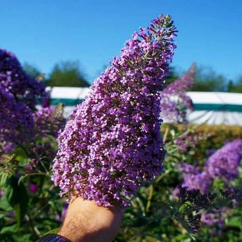 Будлея Давида Gulliver 2 річна, Буддлея Давида Гуливер, Buddleja davidii Gulliver, фото 1