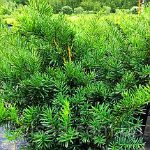 Тис середній Денсіформіс / С3 / h 40-50 / Taxus Densiformis, фото 5