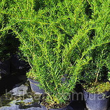 Тис середній Денсіформіс / С3 / h 40-50 / Taxus Densiformis, фото 6